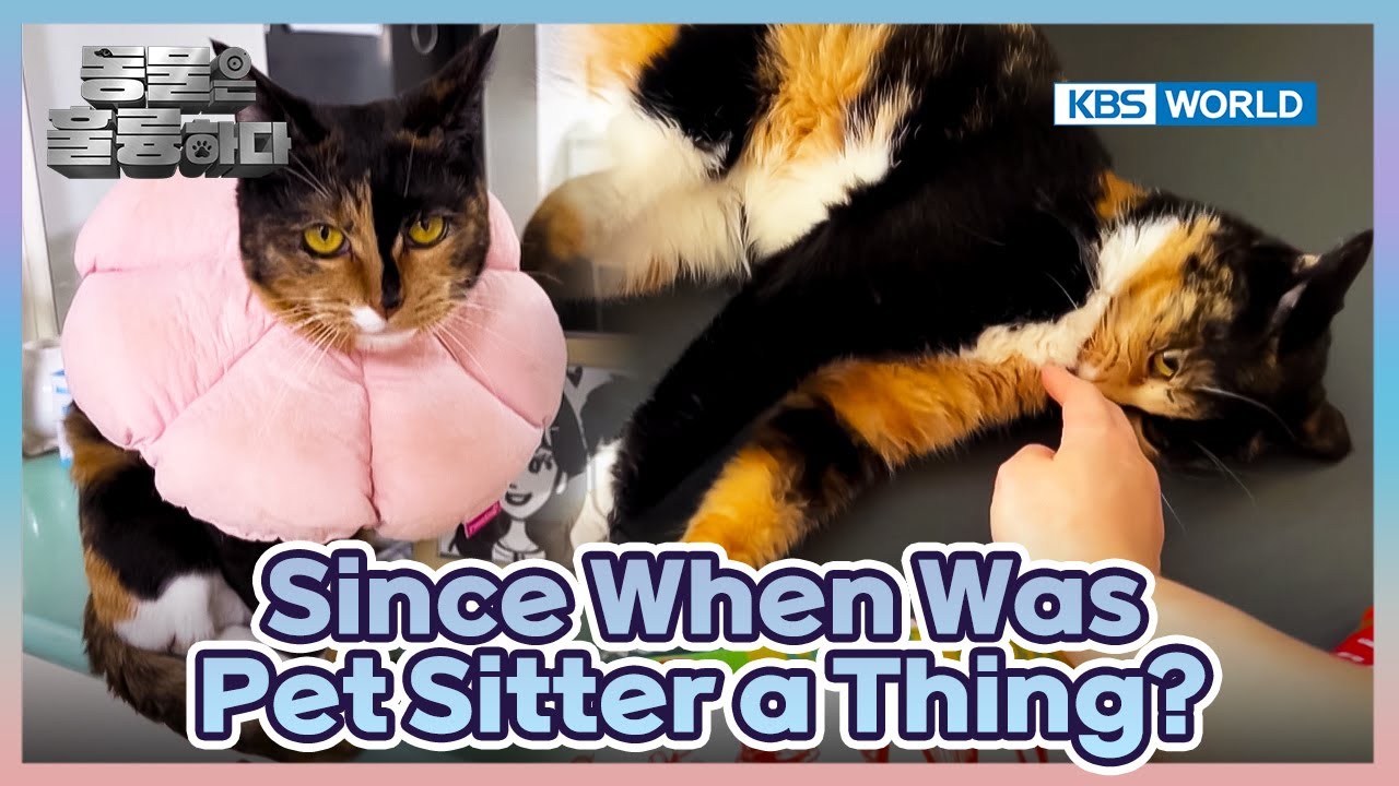 What Have I Been Missing out on?😮 [Animals Are Incredible : EP.12-3] | KBS WORLD TV 250319