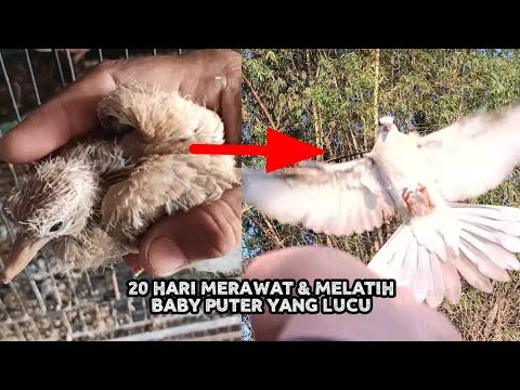Puter rasa kutilang, bisa skill, bisa pomah, manja kayak kucing 😁😁