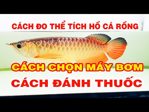 #1 CÁCH ĐO THỂ TÍCH HỒ CÁ – CÁCH CHỌN CÔNG SUẤT MÁY BƠM – CÁCH ĐÁNH THUỐC TRỊ BỆNH CÁ RỒNG #arowana Mới Nhất