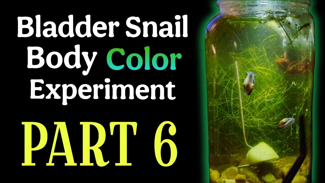 Can Bladder Snails Inherit Body Color? (Breeding Experiment Update)