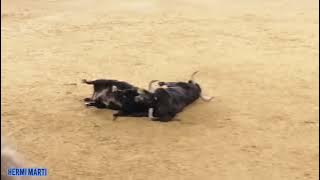 Desencajonada valencia,Juan Pedro Domecq, Garcia Jiménez, Miuras destacaron por sus peleas 19-7-2023