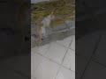 11 May 2025cate Shortsfeed Cutecat Shortvideo Cuteanimal Shortsvideo 11 May 2025cate Shortsfeed Cutecat Shortvideo Cuteanimal Shortsvideo
