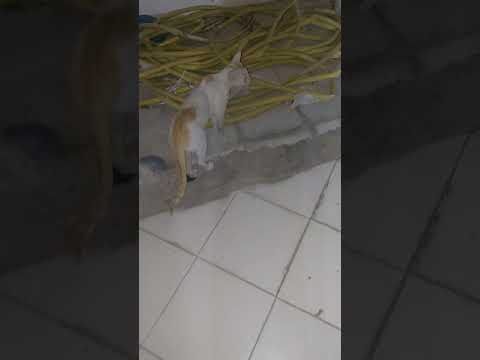 11 May 2025cate Shortsfeed Cutecat Shortvideo Cuteanimal Shortsvideo