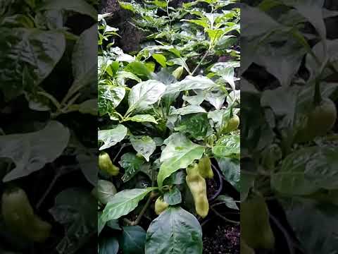 Video: Meststoffen Voor Kamerplanten