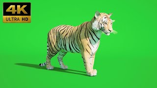 030 - Green Screen | Chroma Key | Animal 4K | Tiger