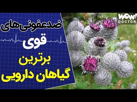 تصویری: پروانه گیاه بادرنجبویه چگونه است