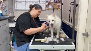 Grooming Video 2022