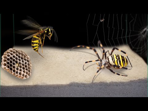 Видео: Является ли шершень пауком?
