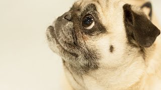 Anecdotes from Pug Enthusiasts Celebrating the Joy and Love of Pugs