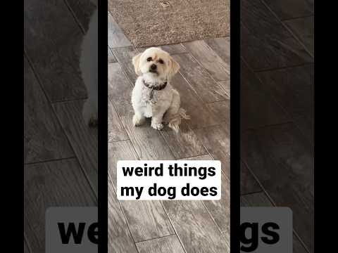 Weird things my
