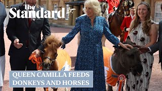 Queen Camilla feeds donkeys and horses while hosting equine charity reception