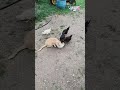 Chickens Steal Cat&#39;s Food !