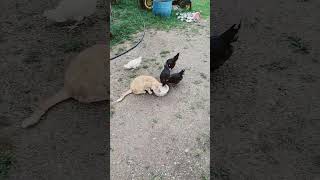 Chickens Steal Cat&#39;s Food !