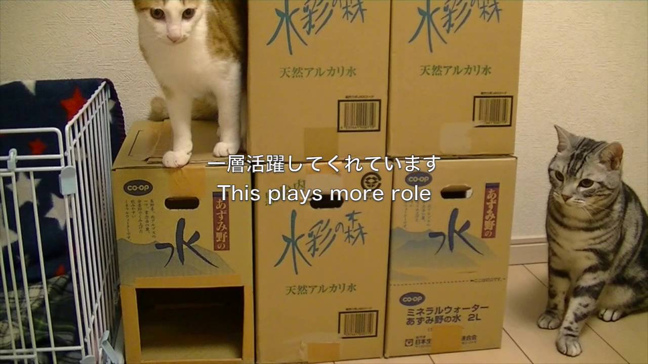 猫 ダンボールハウス 作り方 Htfyl