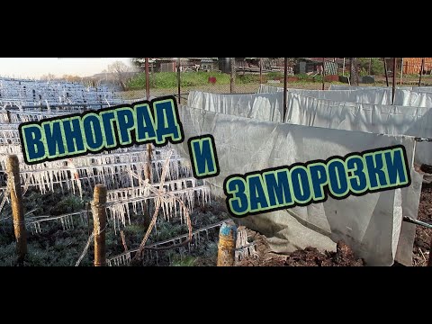 Спаси виноград от весенних заморозков