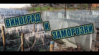 Спаси виноград от весенних заморозков