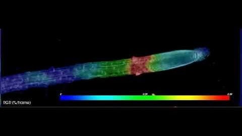 Environmental Effects on Spatial and Temporal Patterns of Leaf and Root Growth: Supplemental Video 1