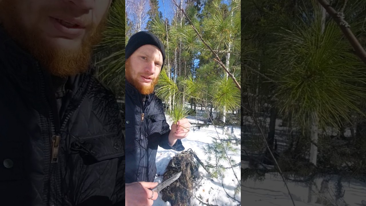 Отвары из хвои.. 