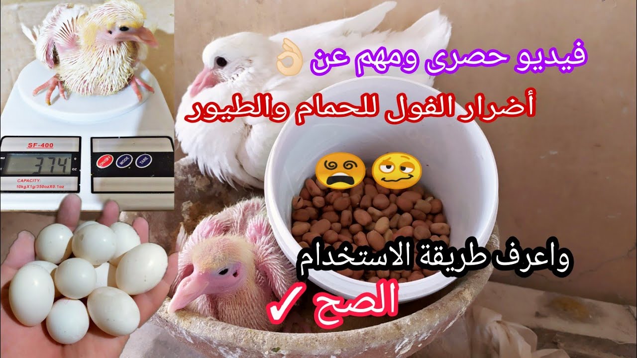 فوائد وأضرار الفول للحمام والطيور