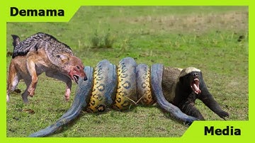 Amazing Jackal Save Honey Badger From Python Swallowing | Leopard, Crocodile, Hyenas Hunt Fail