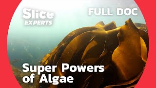 Algae, The New Super Plant? | SLICE EXPERTS | FULL DOCUMENTARY