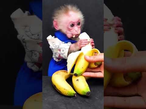 קוף אוכל בננה 