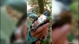 poin kita pelanduk semak ekor pendek ok mantap lanjut part 2