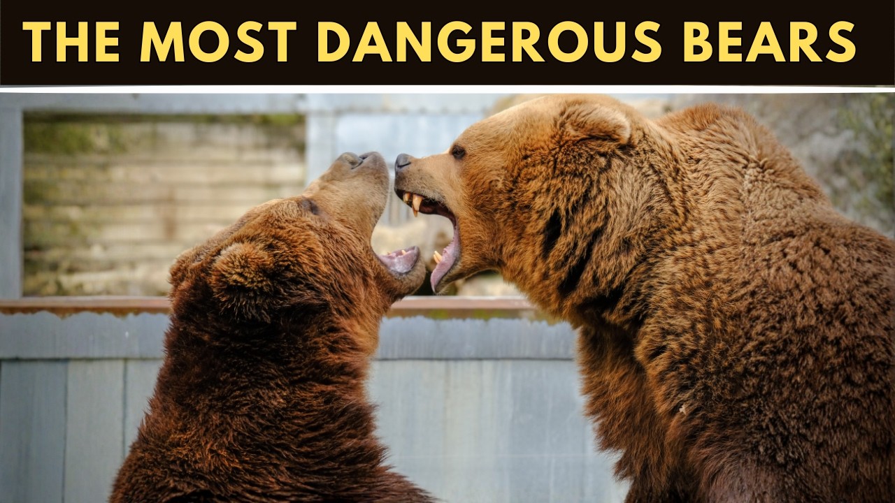 Did You Know THIS? | MOST FEARSOME BEARS 🐻🔥