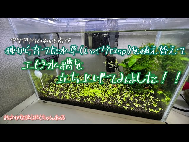 アクアリウム初心者が種から育てたハイグロspを植え替えてエビ水槽を 