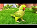 Ringneck Parrot sounds videos | Indian Ringneck parrot talking video | Bolny wali  Mithu Tote