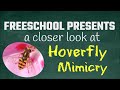 Hoverflies and Mimicry Quiz