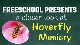 Hover Flies and Animal Mimicry: FreeSchool Presents a Closer Look at Hoverfly Mimicry by Free School 22,666 views 1 year ago 3 minutes, 22 seconds