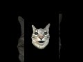meow meow #fyp