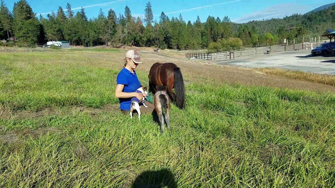 camera iphone 8 plus apk Baby miniature horse