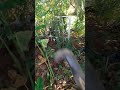 Foice de mão foicinha cortando mato na prática, é boa?