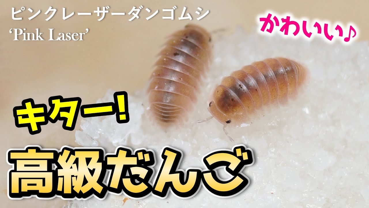 話題の超高級ダンゴムシは本当にピンク色！？飼育セット作りと新たな