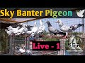 My loft update 080524  sky banter pigeon madrasi kabootar