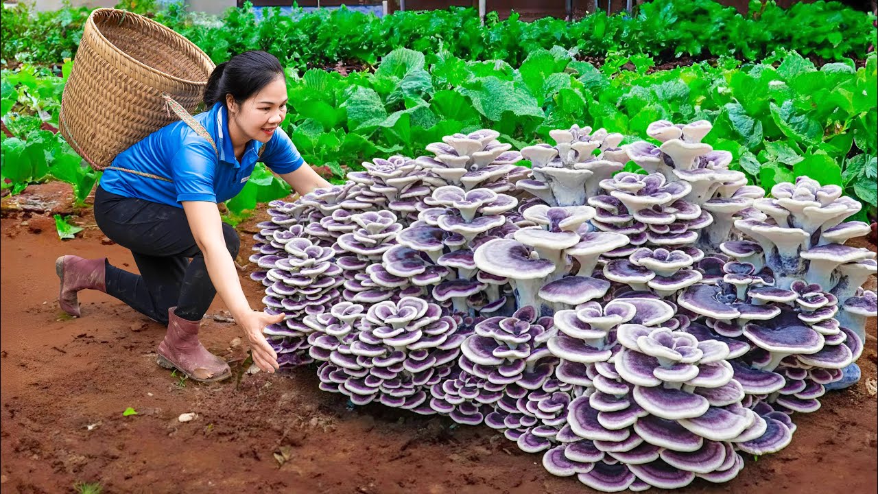 Harvesting Monster Mutant Mushrooms & Go to Market Sell | 1 Year Living Off Grid | An Phú Daily Life