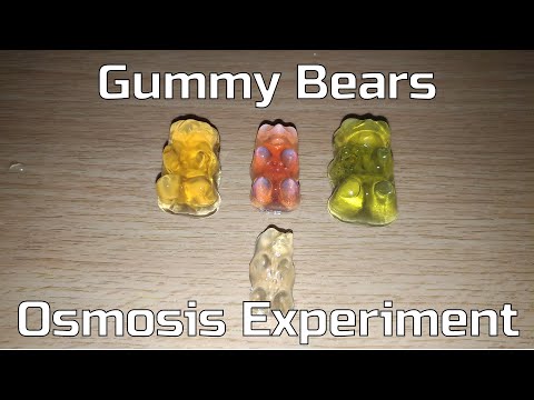 How to make Gummy Bears Osmosis Experiment