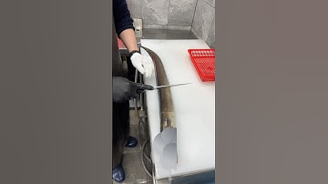 아나구 손질 phi lê cá lươn #shorts #short #shortsvideo #sashimi