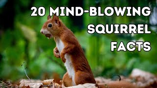 20 MindBlowing Squirrel Facts to understand them better!