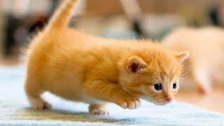 Я РЖАЛ ЦЕЛЫЙ ЧАС /СМЕШНЫЕ ЖИВОТНЫЕ/КОТЫ СОБАКИ И ДРУГИЕ/ТЕСТ НА ПСИХИКУ/ ПОПРОБУЙ НЕ ЗАСМЕЯТЬСЯ #38 Я РЖАЛ ЦЕЛЫЙ ЧАС /СМЕШНЫЕ ЖИВОТНЫЕ/КОТЫ СОБАКИ И ДРУГИЕ/ТЕСТ НА ПСИХИКУ/ ПОПРОБУЙ НЕ ЗАСМЕЯТЬСЯ #38