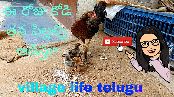 ఈ రోజు కోడి పిల్లల్ని ఆడిస్తూ సరదాగా ll నాటుకోడి