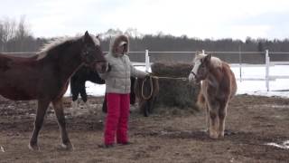 видео: Оповоживание жеребёнка - впервый раз на чумбуре картинка: Оповоживание жеребёнка - впервый раз на чумбуре