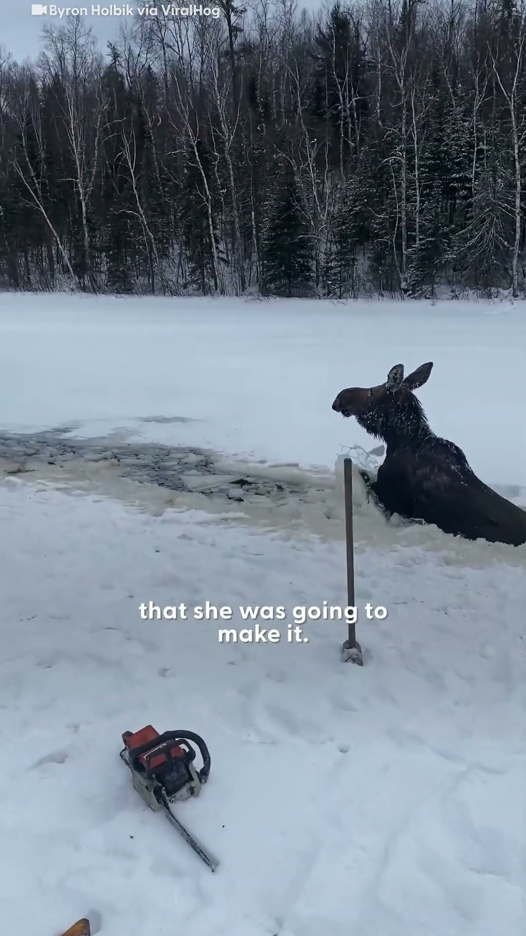 Loggers Rush To Save A Moose Who Fell Through The Ice | The Dodo