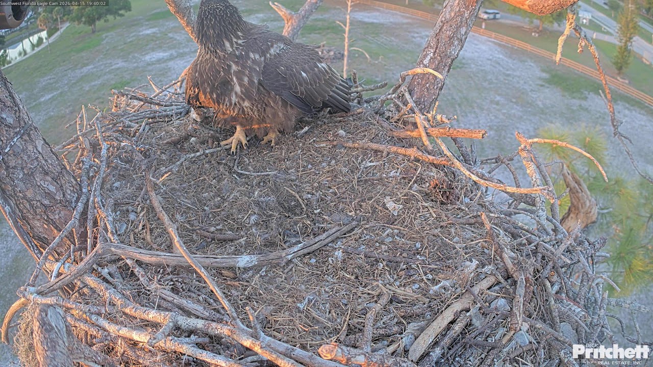 Live webcam view of Cámara del Nido de Águilas del Suroeste de Florida