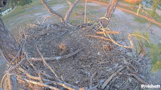 Southwest Florida Eagle Cam - Cam 4K
