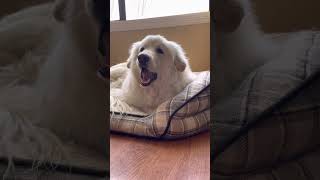 Great Pyrenees Puppy Tries Honey Dew For The First Time