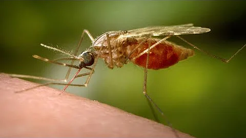 World mosquito day marks deadly impact of tiny insects