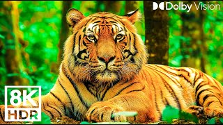 Dangerous wild animals | Explore wild animals with relaxing nature sounds, stressfree piano music